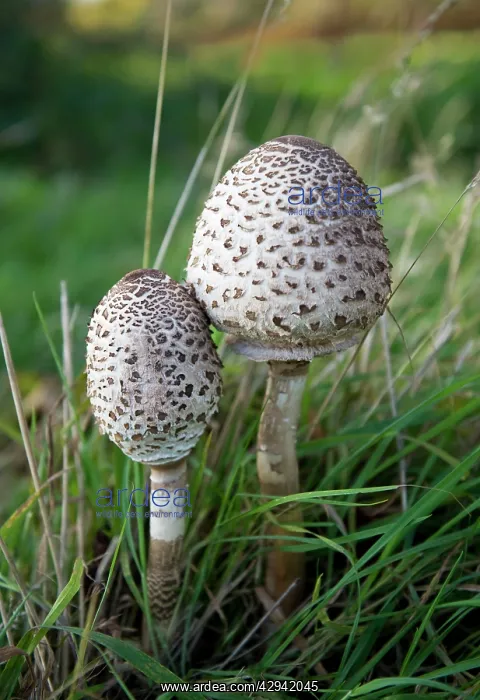  : Fungi - Parasols on Penshurst Estate