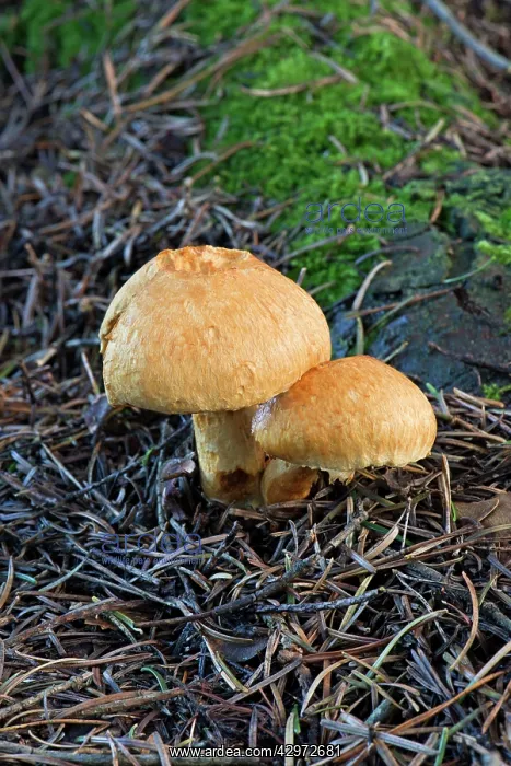 : Fungi (Pholiota aurivella). Bedgebury Pinetum, East Sussex, UK. November : Fungi (Pholiota aurivella). Bedgebury Pinetum, East Sussex, UK. November