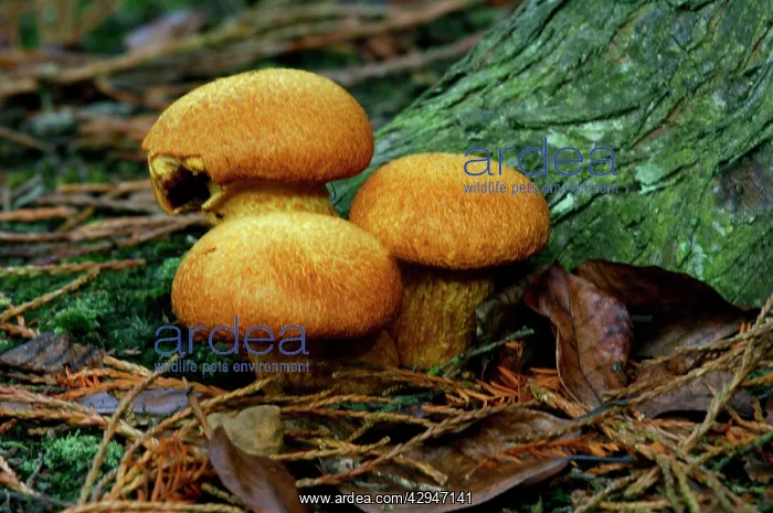 : Fungi - Pholiota squarrosa - found - in dense tufts : Fungi - Pholiota squarrosa - found - in dense tufts