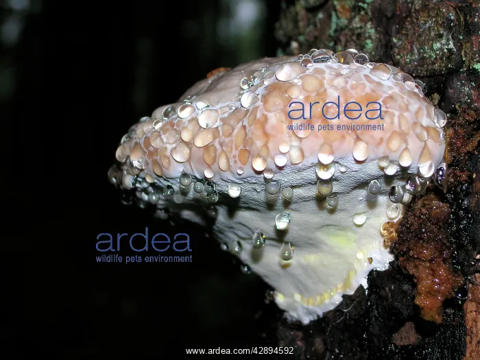 : Fungi - Polypore sp : Fungi - Polypore sp