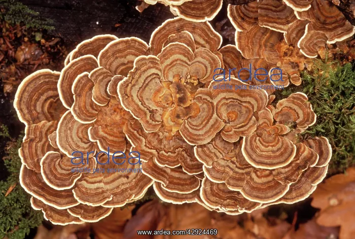 : Fungi - Polypore versicolore / Trametes : Fungi - Polypore versicolore / Trametes