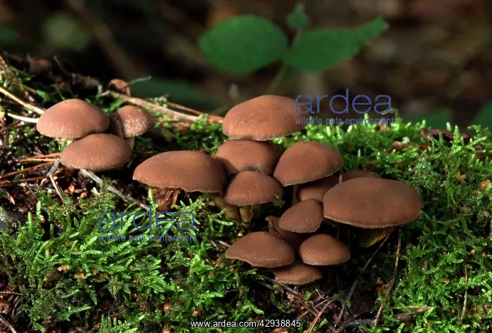 : FUNGI - Psathyrella hydrophila, on trunk in broad-leaf : FUNGI - Psathyrella hydrophila, on trunk in broad-leaf