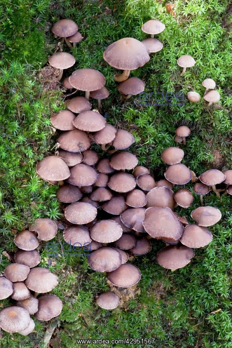 : Fungi (Psathyrella sarcocephala). Nap Wood Nature Reserve, East Sussex : Fungi (Psathyrella sarcocephala). Nap Wood Nature Reserve, East Sussex