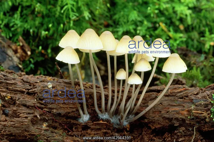 : Fungi - on rotting oak : Fungi - on rotting oak
