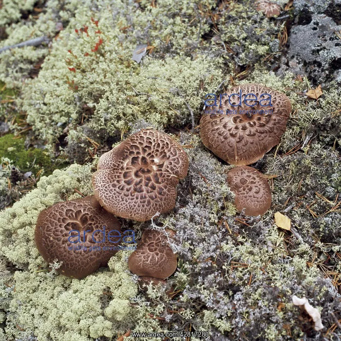  : Fungi (Sarcodon imbricatus)