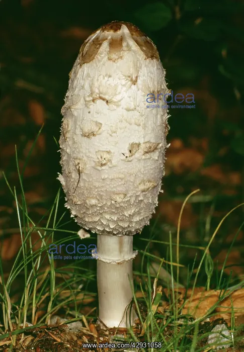 : Fungi - Shaggy Ink Cap, or LawyerIs Wig : Fungi - Shaggy Ink Cap, or LawyerIs Wig