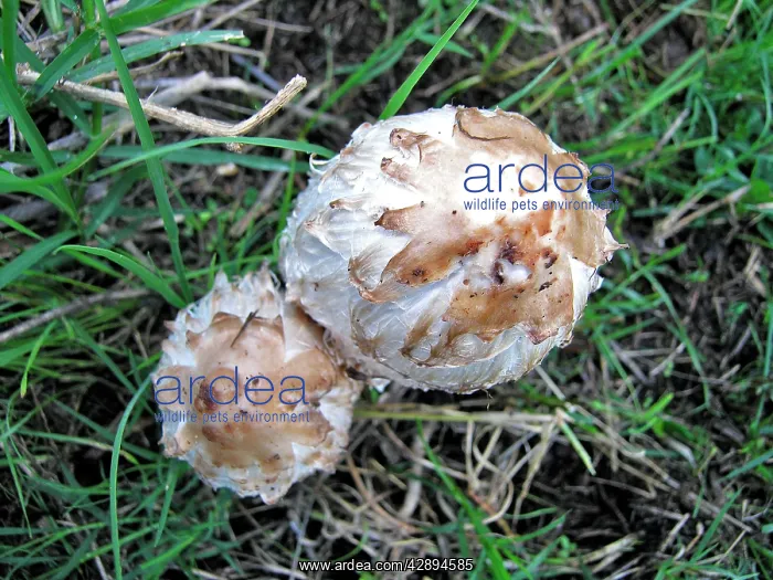 : Fungi - Shaggy Ink Cap, or Lawyer's Wig : Fungi - Shaggy Ink Cap, or Lawyer's Wig
