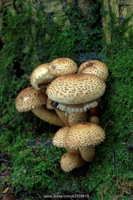 : FUNGI - Shaggy pholiota / Shaggy Scalycap. October : FUNGI - Shaggy pholiota / Shaggy Scalycap. October