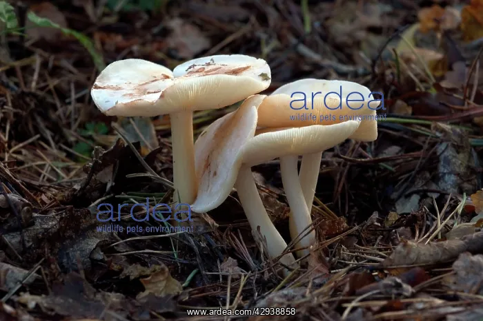 : FUNGI - Spotted Tough Shank, October : FUNGI - Spotted Tough Shank, October