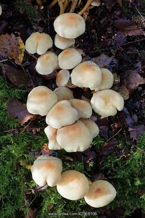: Fungi - Sulphur Tuft : Fungi - Sulphur Tuft