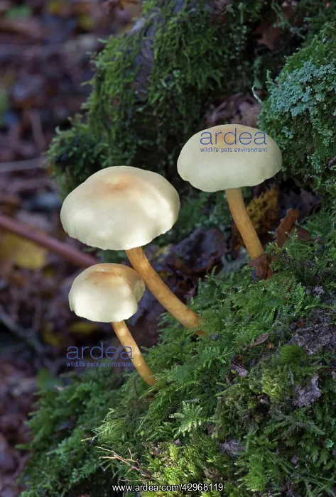 : Fungi - Sulphur Tuft : Fungi - Sulphur Tuft