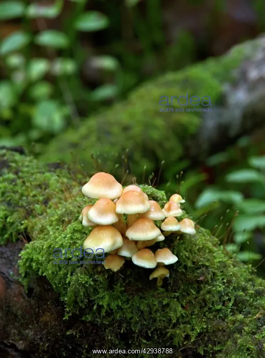  : FUNGI - Sulphur Tuft on mossy trunk, October
