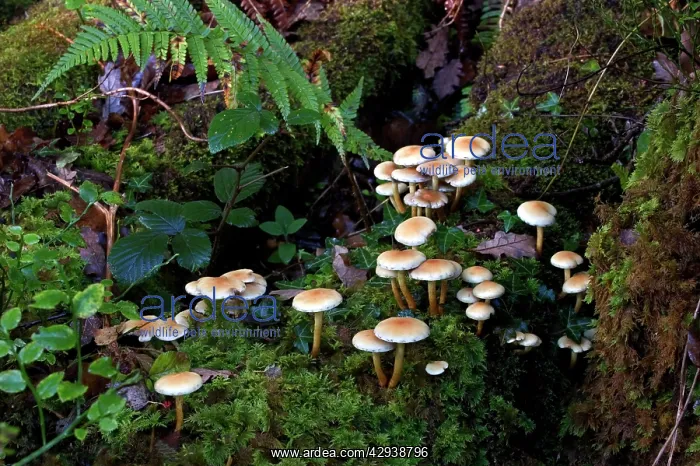 : FUNGI - Sulphur Tuft in its natural habitat, October : FUNGI - Sulphur Tuft in its natural habitat, October
