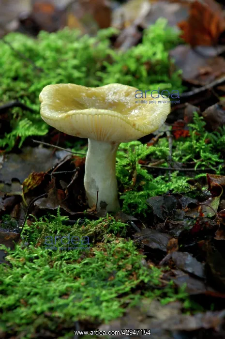  : Fungi - Tricholoma sejunctum - found in both deciduous