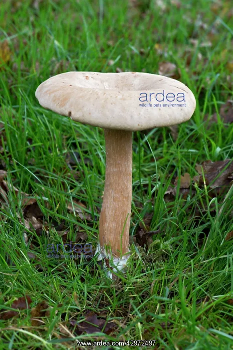 : Fungi - one of a troop in grassland near deciduous : Fungi - one of a troop in grassland near deciduous