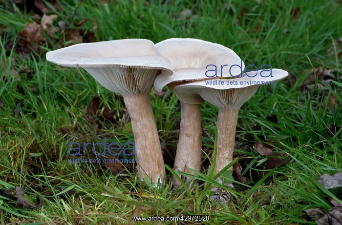 : Fungi - one of a troop in grassland near deciduous : Fungi - one of a troop in grassland near deciduous