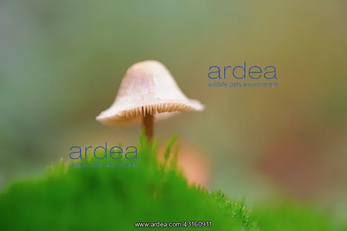: Fungus. Unidentified Mushroom growing on moss covered dead wood : Fungus. Unidentified Mushroom growing on moss covered dead wood