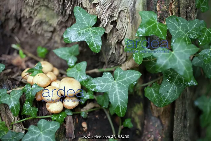 : Fungus (Hypholoma sp) mushrooms amidst ivy, Elzet : Fungus (Hypholoma sp) mushrooms amidst ivy, Elzet