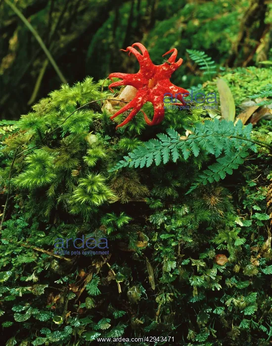 : Fungus (Anthurus archeri) of temperate rainforest : Fungus (Anthurus archeri) of temperate rainforest
