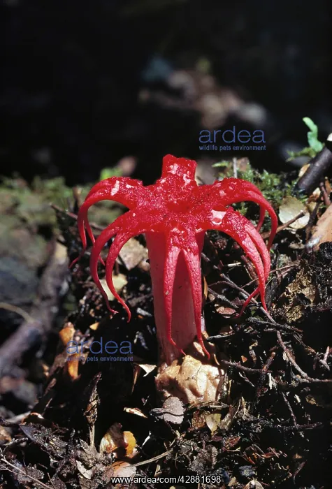 : Fungus - Attracts flies with its vile odour : Fungus - Attracts flies with its vile odour