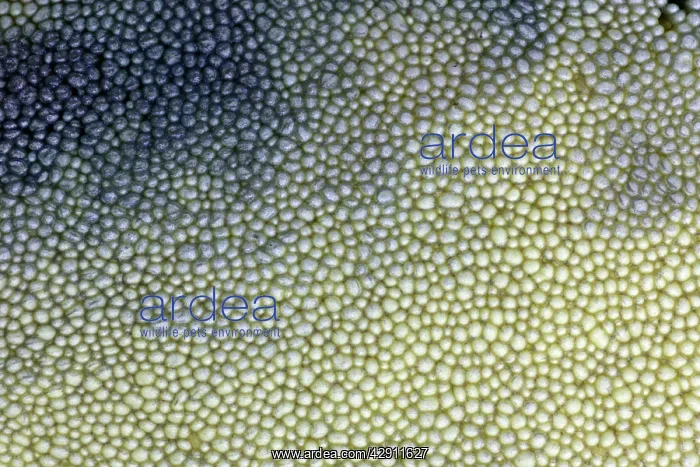 : Fungus, Bay Boletus - close up study of spores : Fungus, Bay Boletus - close up study of spores