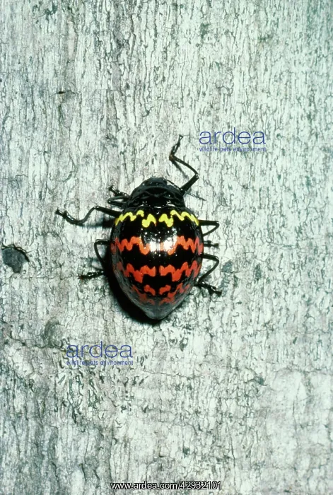 : Fungus Beetle : Fungus Beetle