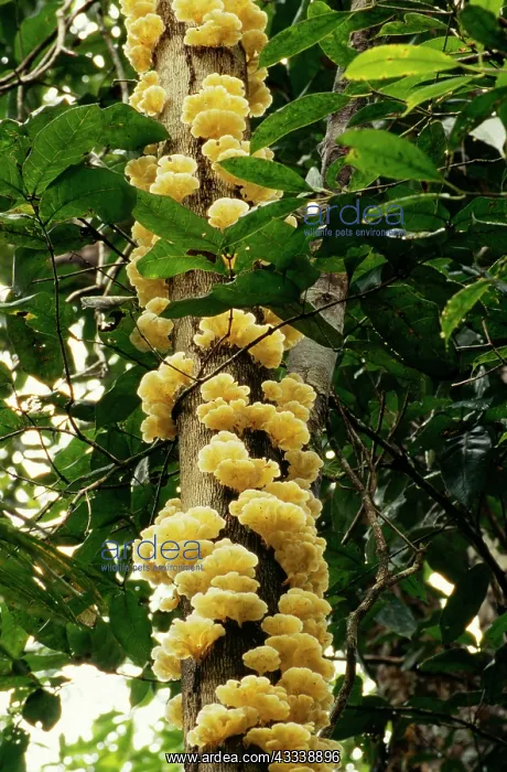 : Fungus - covering upper trunk of dying canopy tree : Fungus - covering upper trunk of dying canopy tree