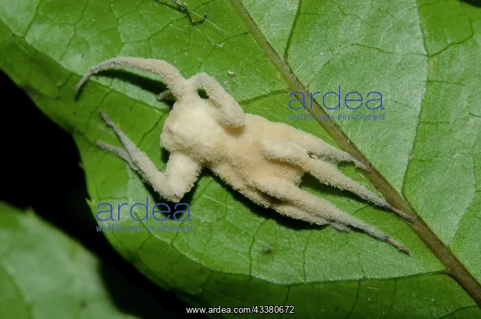 : Fungus on dead Spider : Fungus on dead Spider