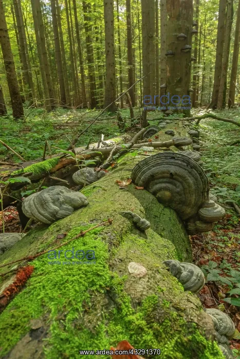 : Fungus on deadwood - several tree fungus growing on a dead s : Fungus on deadwood - several tree fungus growing on a dead s