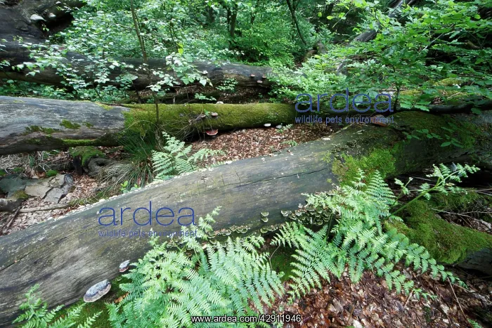 : Fungus - diverse species growing on decaying beech : Fungus - diverse species growing on decaying beech