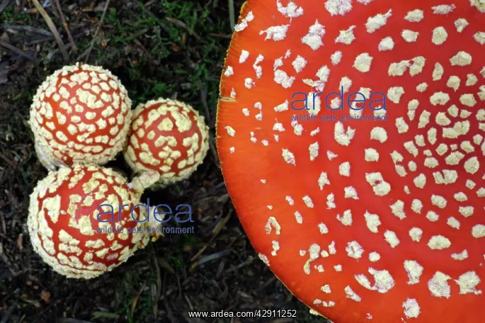 : Fungus, Fly Agaric - detailed study of 4 caps : Fungus, Fly Agaric - detailed study of 4 caps