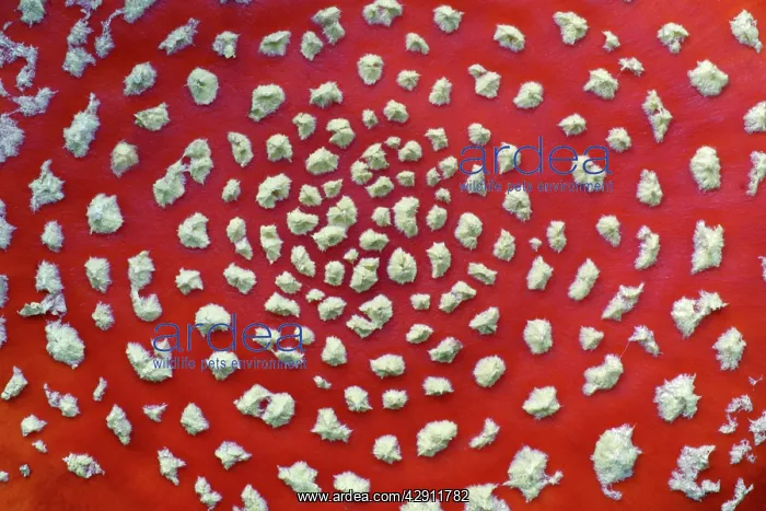 : Fungus, Fly Agaric - detailed study of cap : Fungus, Fly Agaric - detailed study of cap