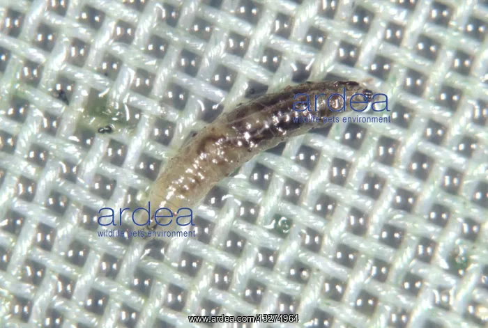 : Fungus fly larva : Fungus fly larva