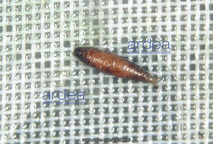 : Fungus fly pupa : Fungus fly pupa
