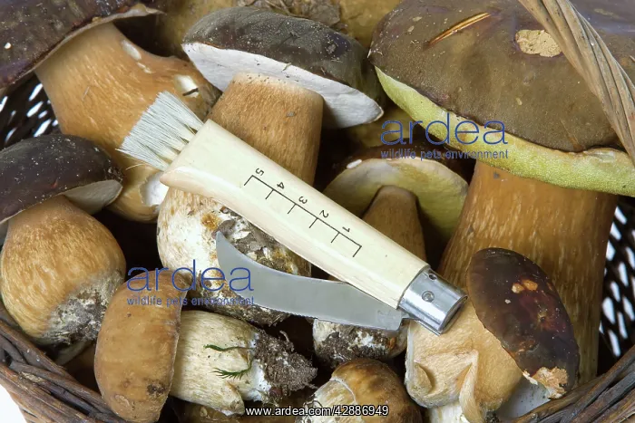 : Fungus - freshly picked in basket. CA pes de Bordeaux : Fungus - freshly picked in basket. CA pes de Bordeaux