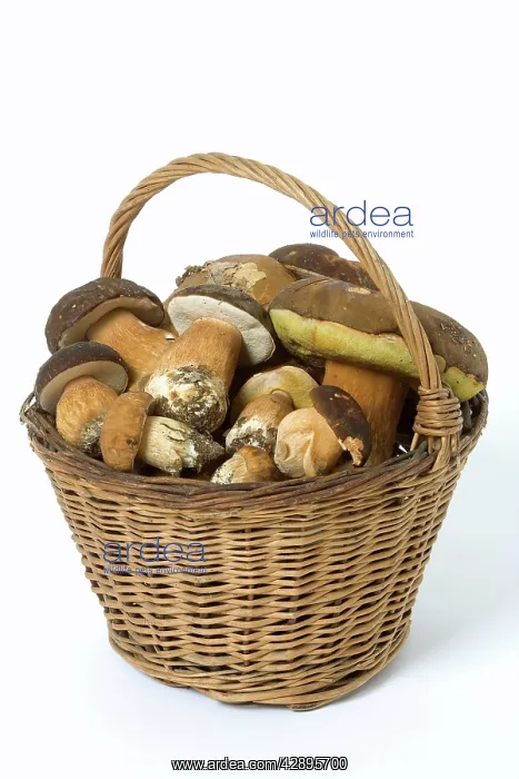 : Fungus - freshly picked in basket. CA pes de Bordeaux : Fungus - freshly picked in basket. CA pes de Bordeaux