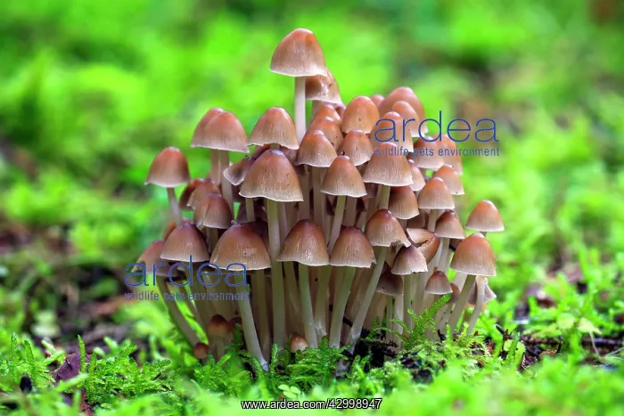 : Fungus - fruiting bodies growing in moss - in coniferous : Fungus - fruiting bodies growing in moss - in coniferous