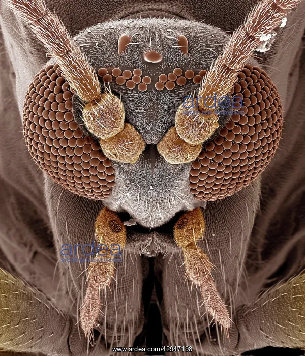: Fungus Gnat : Fungus Gnat