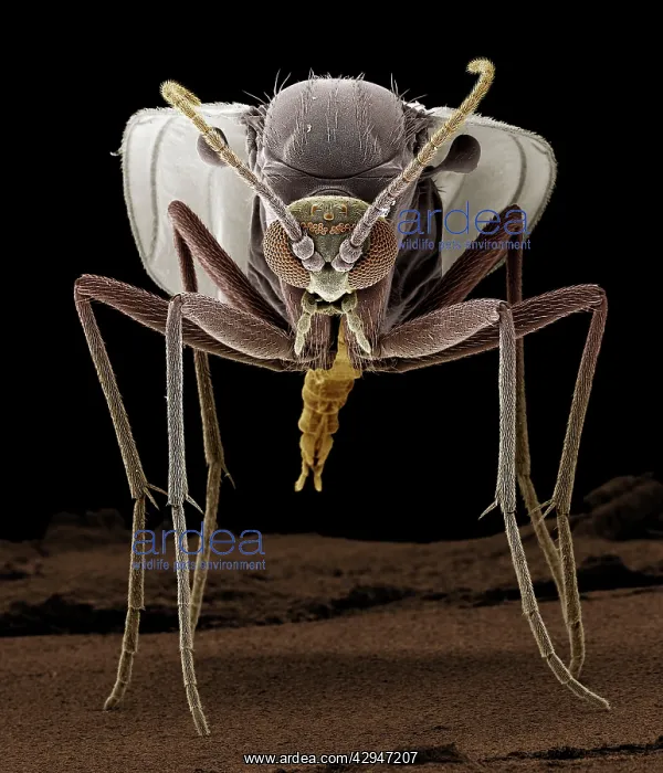 : Fungus Gnat : Fungus Gnat