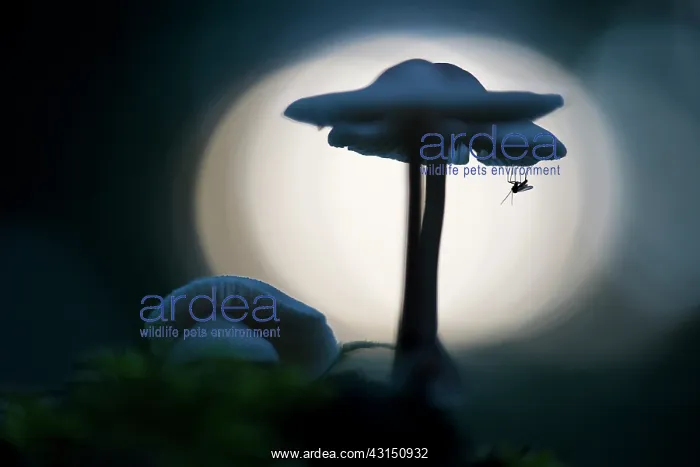 : Fungus Gnat : Fungus Gnat