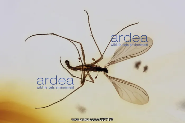 : Fungus Gnat in Amber (Mycetophilidae), Colombia : Fungus Gnat in Amber (Mycetophilidae), Colombia