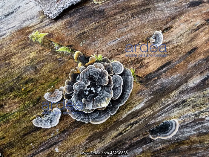 : Fungus growing on dead tree stem, covered in frost : Fungus growing on dead tree stem, covered in frost