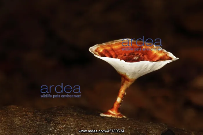 : Fungus, rainforest, Samboja, East Kalimantan, Borneo : Fungus, rainforest, Samboja, East Kalimantan, Borneo