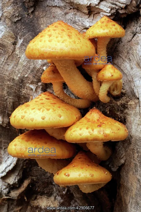 : Fungus Shaggy PHOLIOTA - fruiting bodies growing : Fungus Shaggy PHOLIOTA - fruiting bodies growing