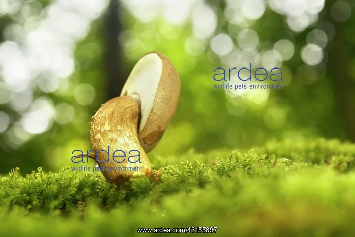 : Fungus sp grown crooked : Fungus sp grown crooked