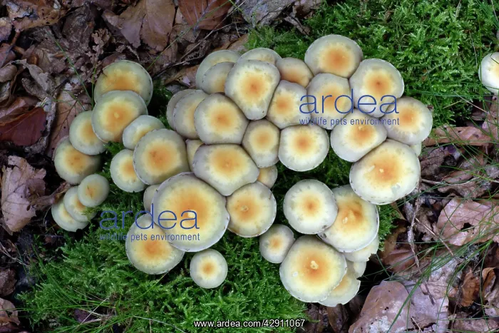 : Fungus, Sulphur Tuft - growing on rotten wood : Fungus, Sulphur Tuft - growing on rotten wood