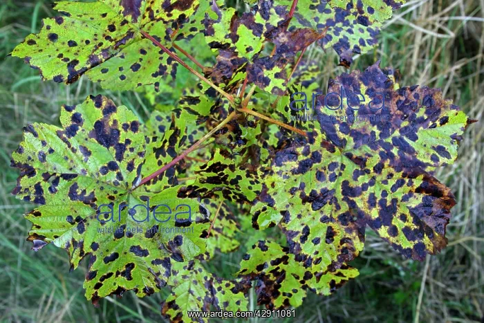 : Fungus, Tar Spot - growing on Sycamore leaves (Acer : Fungus, Tar Spot - growing on Sycamore leaves (Acer