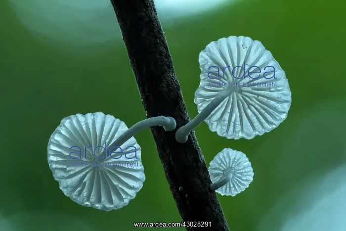 : fungus, Tayrona National Park, Colombia