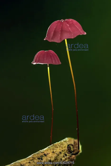  : fungus, Tayrona National Park, Colombia