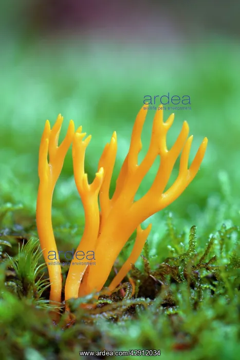 : Fungus, Yellow Staghorn / Jelly Antler Fungi - growing : Fungus, Yellow Staghorn / Jelly Antler Fungi - growing